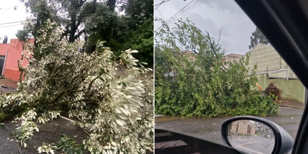 Falta de energia foi causada pela queda de árvores e galhos sobre a rede elétrica