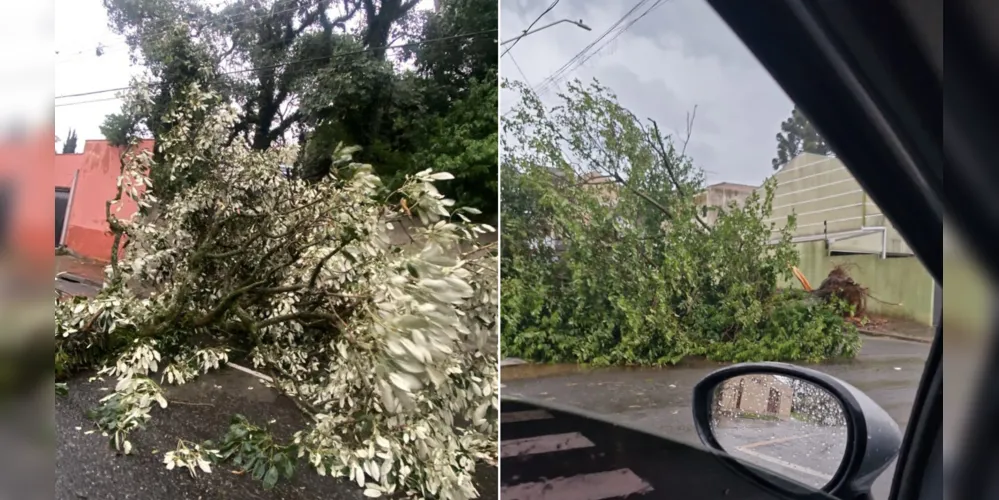 Falta de energia foi causada pela queda de árvores e galhos sobre a rede elétrica
