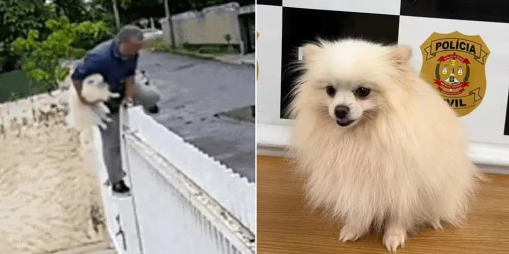 Fluffy foi localizado pela Polícia Civil após o furto