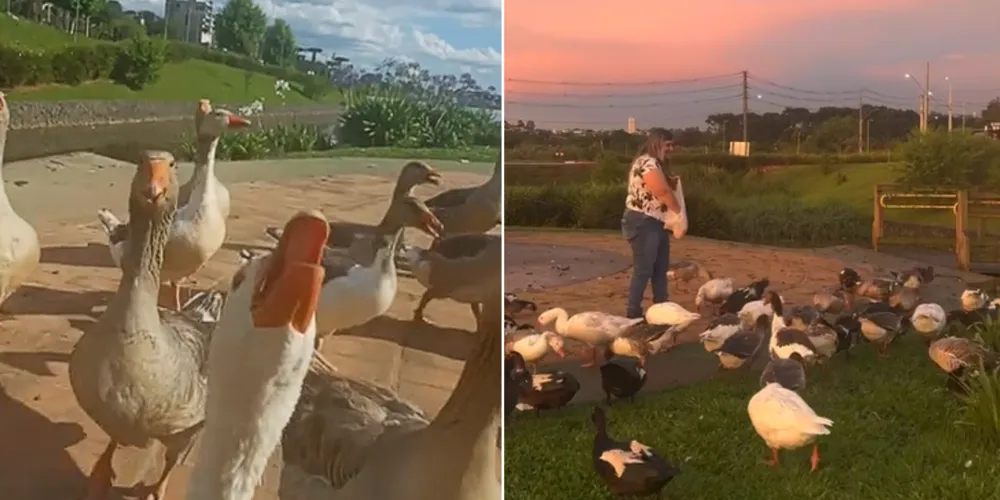 Os vídeos de Elisa Brito já acumulam quase 500 mil visualizações e 36 mil curtidas