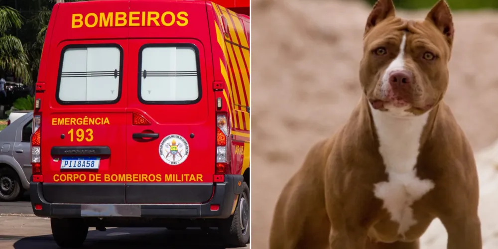 Os agentes realizaram a contenção do animal em um canto da residência, isolando o risco de novo ataque