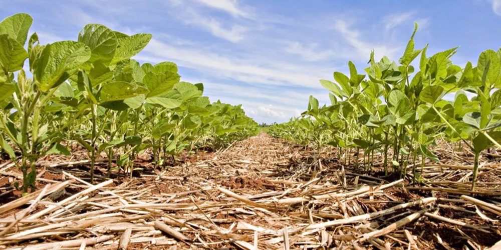 Empresa demonstra que a excelência da semente depende de estratégia, não custo