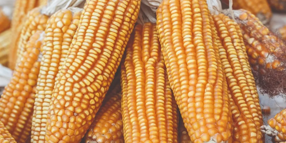 Ritmo de embarques cresceu 39,9% em comparação ao mesmo período de 2025