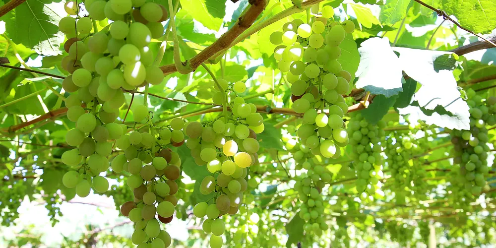 Cultivas inédita será lançada na quinta-feira (19)