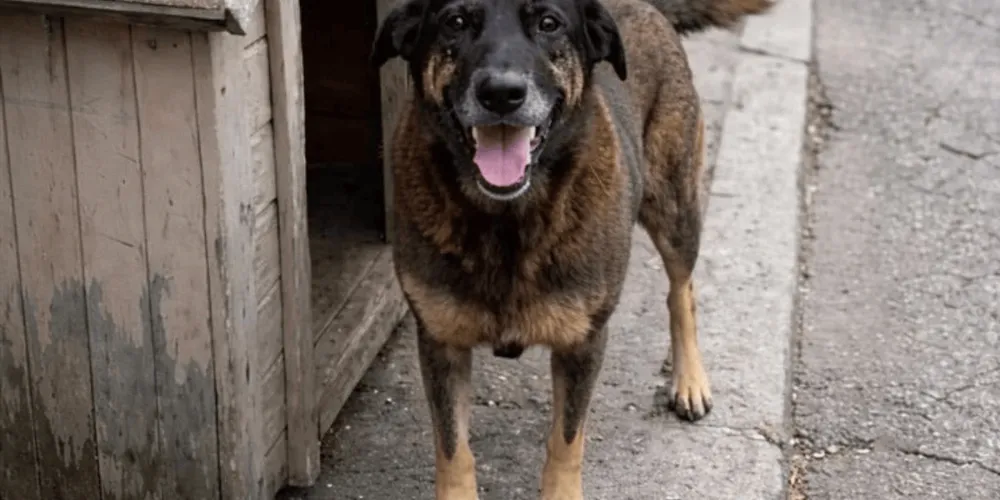 Imagem ilustrativa da imagem Causa animal em debate após casos de agressão