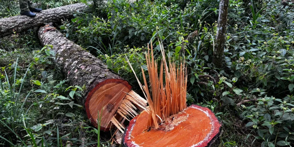 O responsável pelo corte não possuía licença ambiental para a supressão das árvores