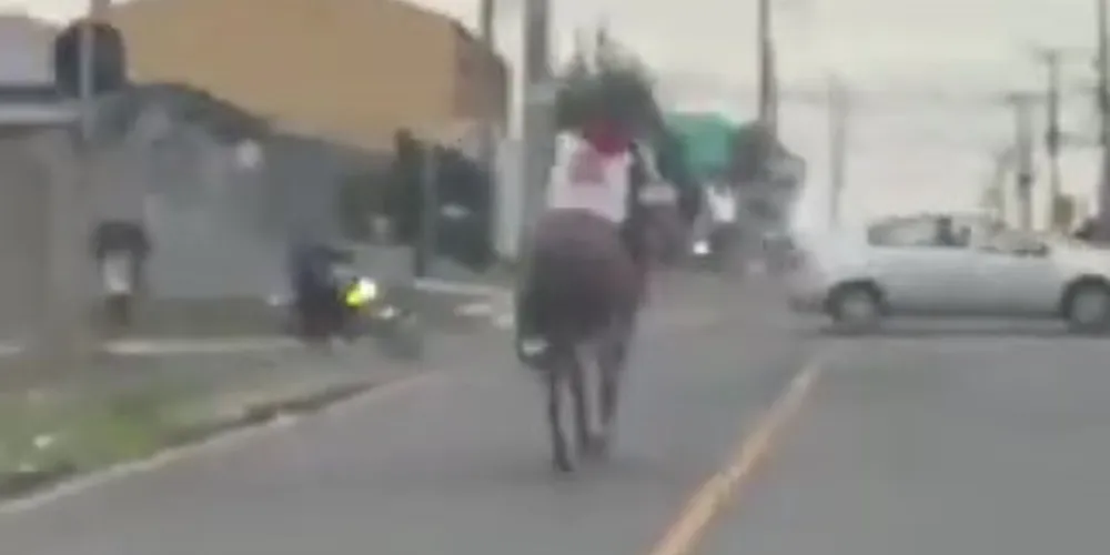 Imagens mostram o cavalo seguindo pela contramão da rua