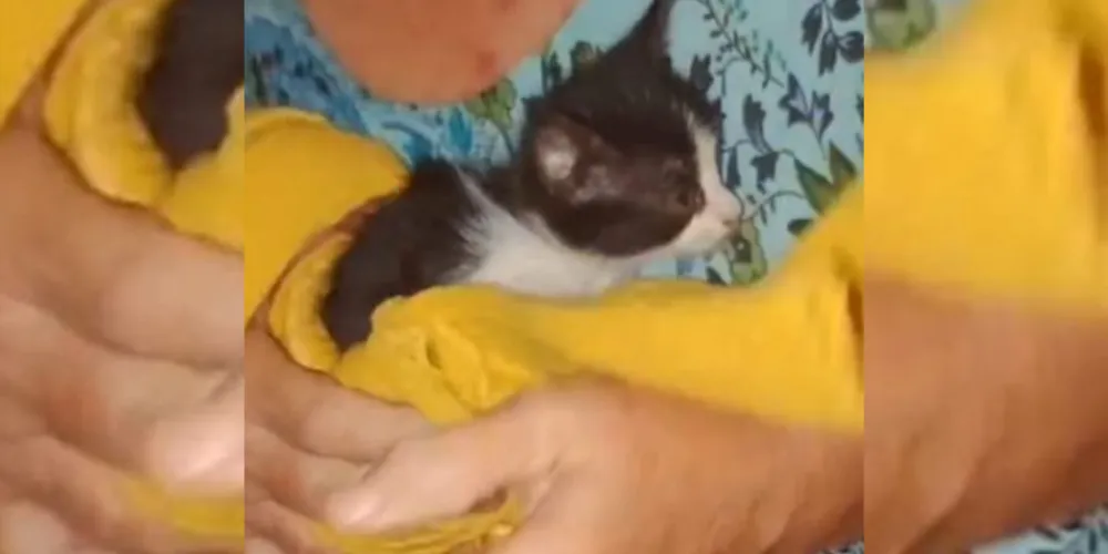 O animal passou mais de 24 horas confinado em um bueiro concretado