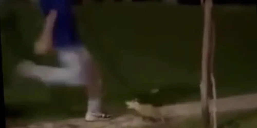 Imagens mostram jovem chutando o animal