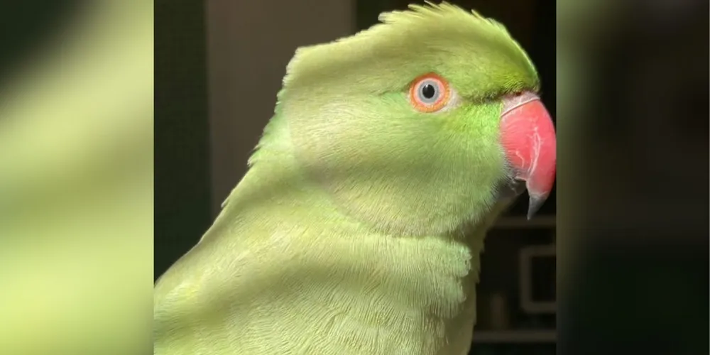 Tutora oferece recompensa para quem encontrar a ave