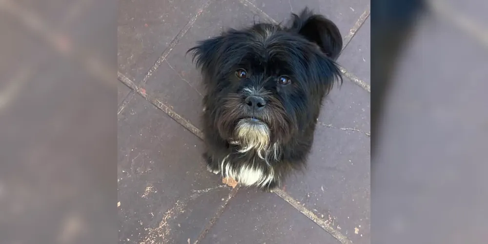 Pelé está desaparecido desde o dia 17 de fevereiro