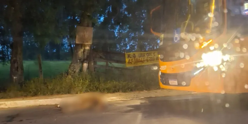 Equipes do CRAR foram até o local, mas o óbito foi confirmado no local