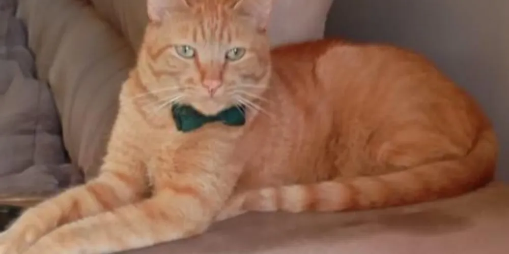 Felipe, gato desparecido na região da Colônia Dona Luiza