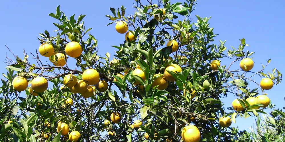 Paraná ocupa 3º lugar em número de contratações no setor citrícola brasileiro