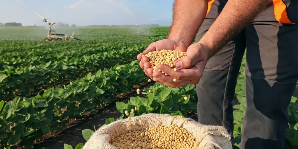 O Mato Grosso mantém-se como o maior estado produtor de soja do Brasil