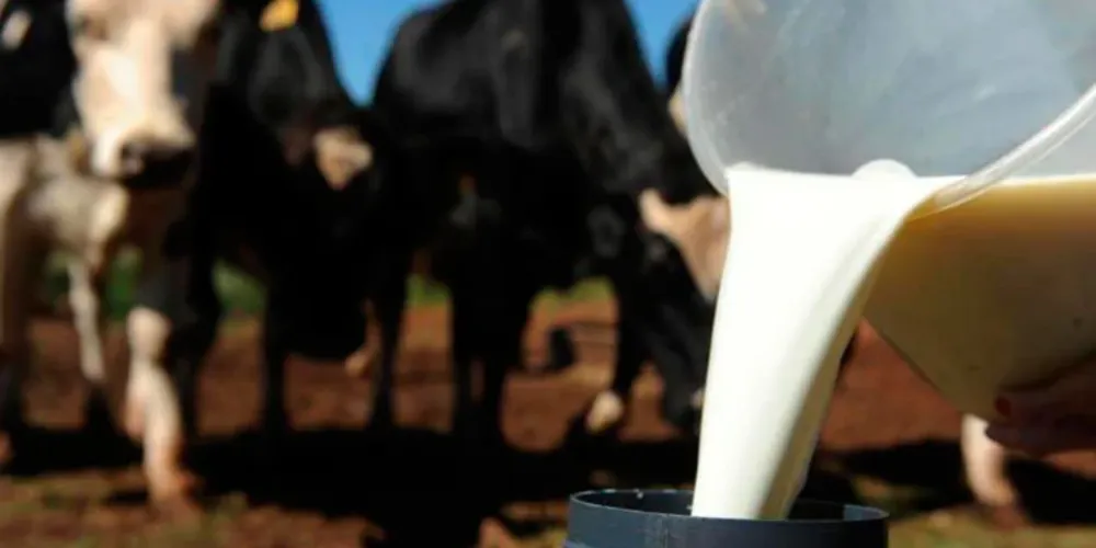 Em 2025, o preço pago ao produtor registrou queda de 25,8%, segundo levantamento do Cepea