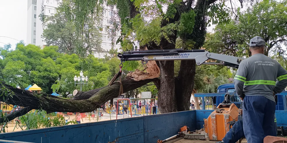 Praga enfraqueceu a árvore e um dos galhos cedeu