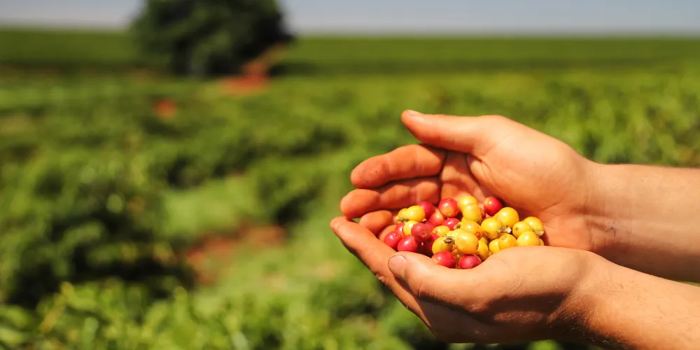 Com queda estimada de 4% nas lavouras e 3% na pecuária, o VBP de 2026 reflete o ajuste de preços no mercado internacional