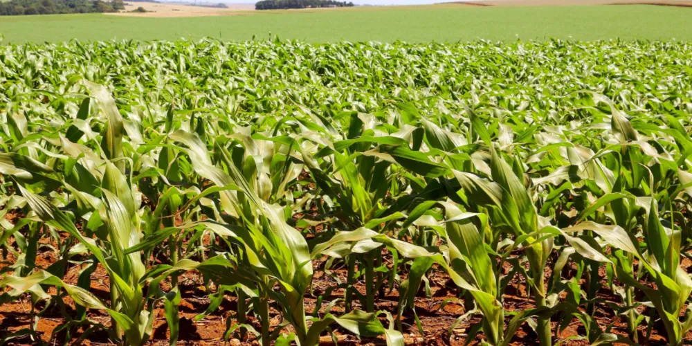 Rentabilidade estimada caiu para o menor nível da temporada