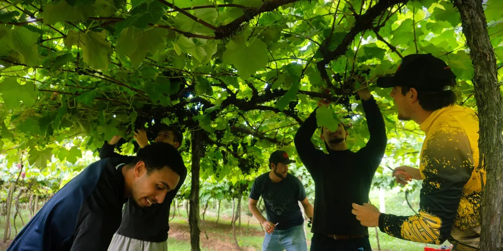 Expectativa é de colher entre 50 e 60 toneladas de uva nesta safra