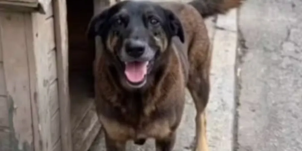 Orelha tinha 10 anos e era conhecido por toda a vizinhança