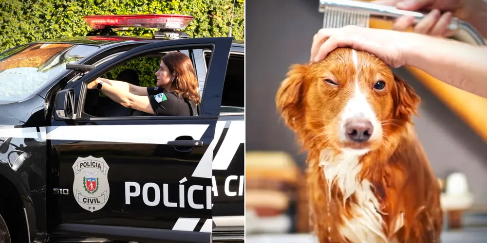 Polícia Civil investigou o caso a aproximadamente 146 km de Ponta Grossa