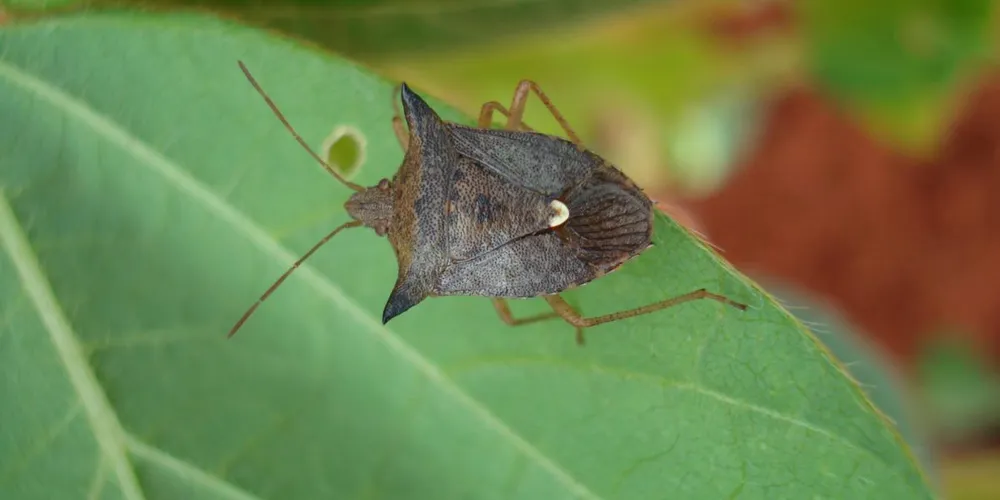 Produto estará disponível no mercado a partir da safra 2026/2027