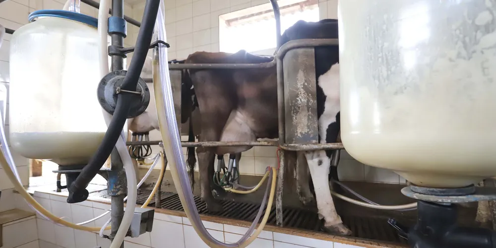 São necessários 25,75 litros de leite para comprar uma saca de milho