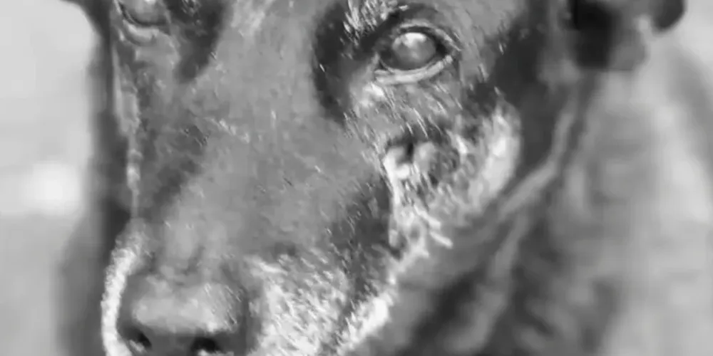 o órgão informou que vai solicitar “mais esclarecimentos”