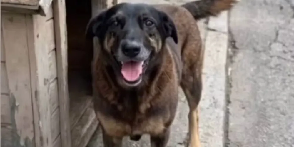 Cachorro foi espancado por adolescentes