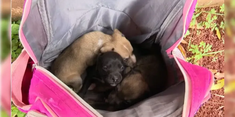 Assim que completarem o ciclo inicial de cuidados, as três cadelas serão colocadas para adoção