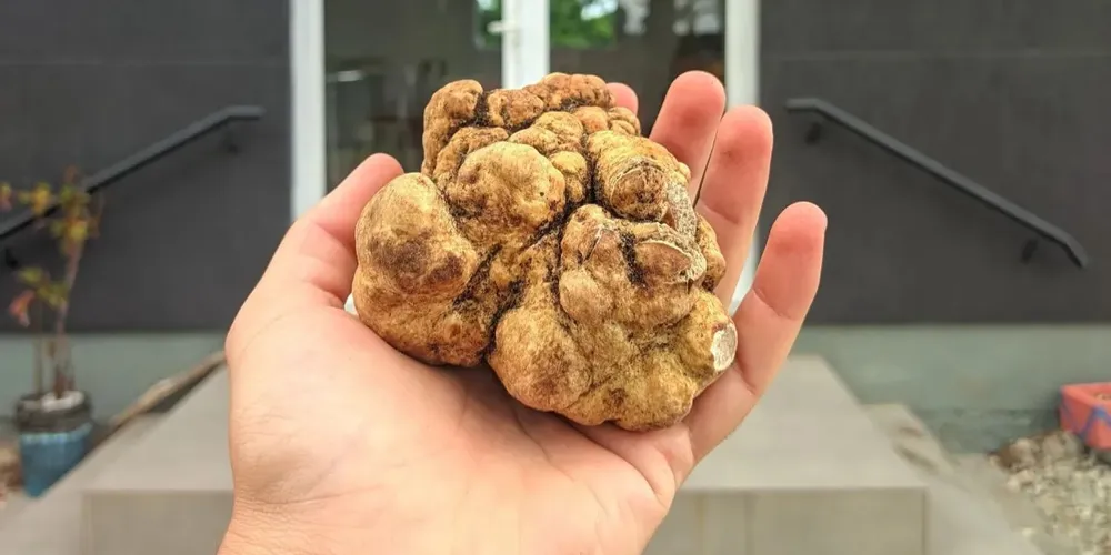 Uma trufa padrão pesa entre 10 g e 20 g