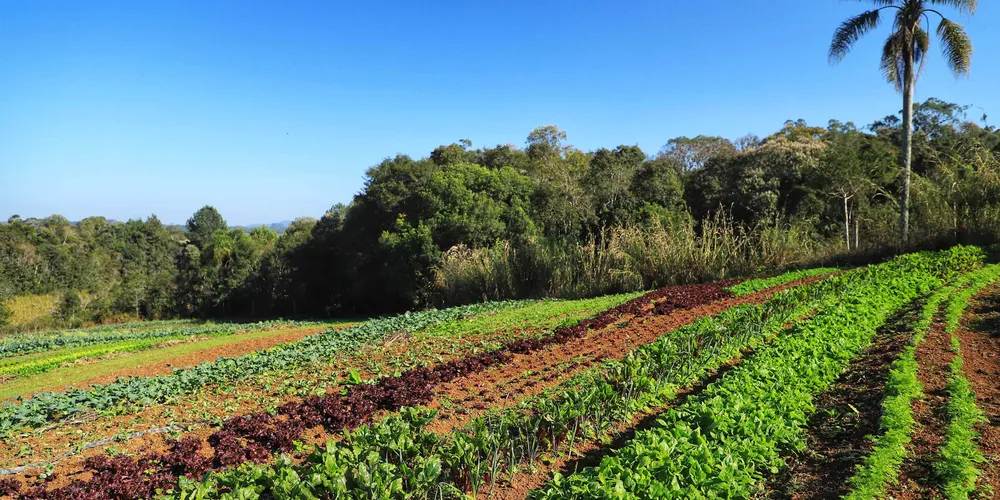 Dados iniciais indicam um cenário predominantemente masculino e com mais de 50 anos