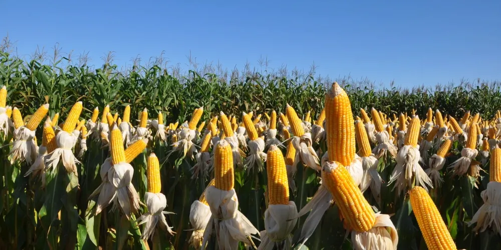 Mato Grosso lidera o plantio com mais de 50% da área concluída, enquanto o Paraná atinge 37,9%