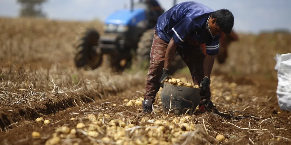 Cidade já atingiu 30% do plantio do segundo ciclo do tubérculo