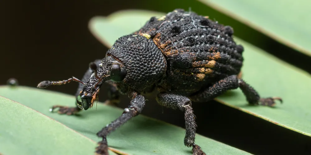 Manejo é diferente para as presentes e ausentes no país
