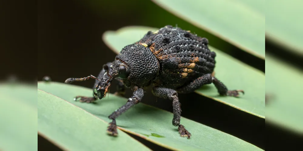 Manejo é diferente para as presentes e ausentes no país