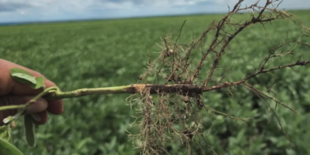 Os pesquisadores acumulam mais de 360 amostras coletadas em 11 estados brasileiros