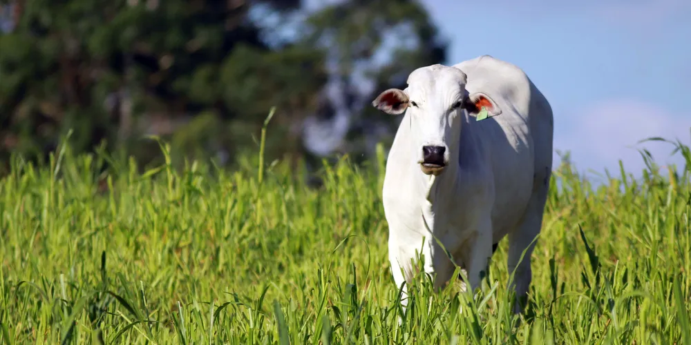 Em São Paulo, a arroba do boi gordo atingiu a faixa de R$ 350 na semana
