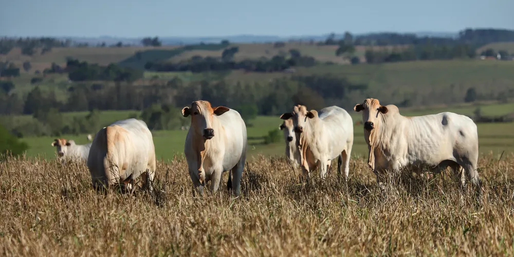 Exposição de animais é um dos pilares do evento, permitindo que produtores apresentem a qualidade genética de seus rebanhos ao público