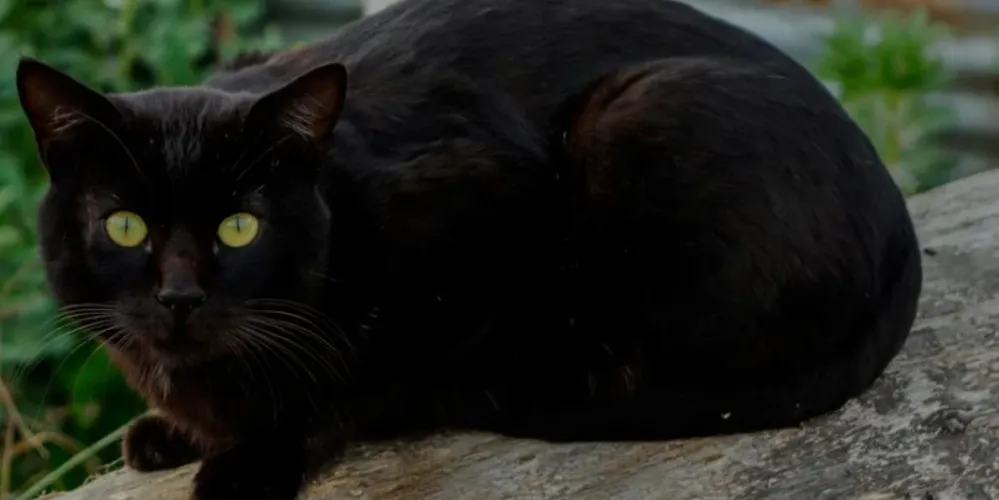 Gato preto, símbolo de superstição da sexta-feira 13