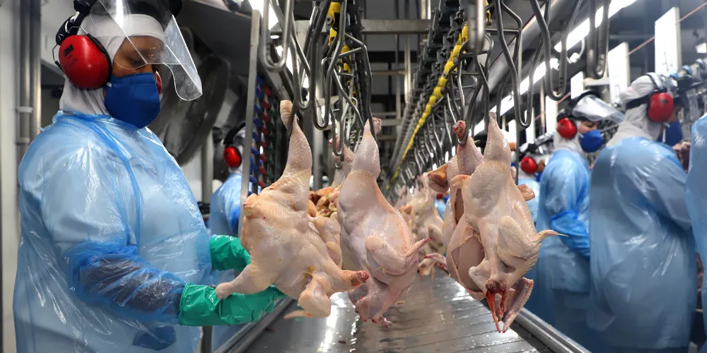 O Paraná liderou a exportação do frango e foi um dos estados que mais cresceu no setor de suínos