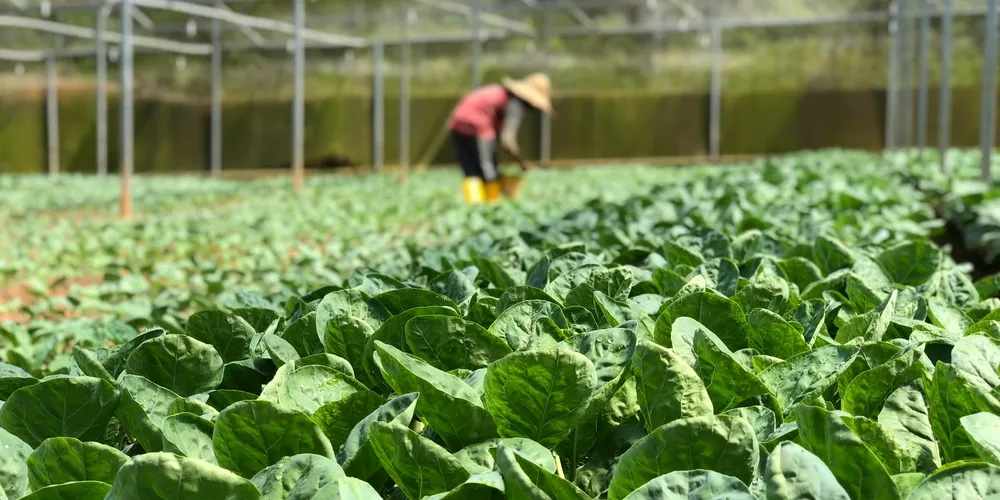Impacto na avicultura e suinocultura deve ultrapassar R$ 1,5 bilhão.
