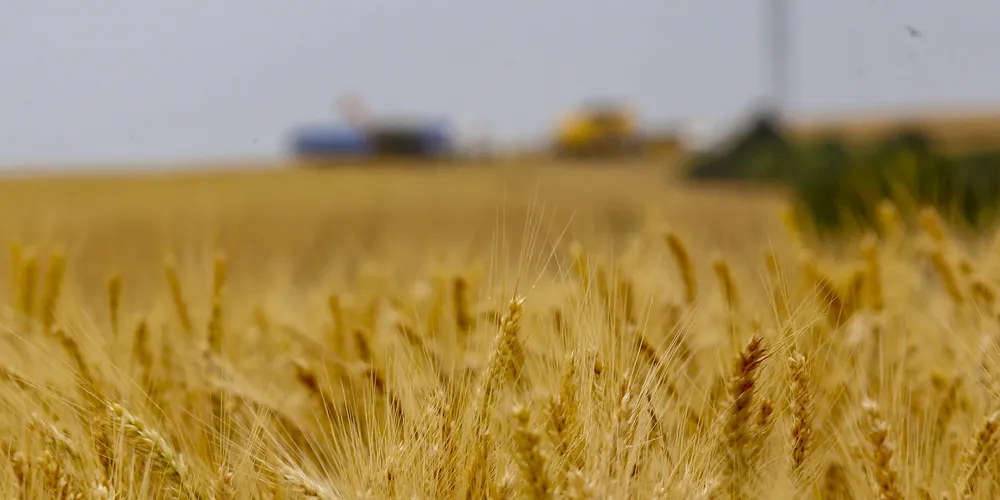 Argentina amplia exportação de trigo