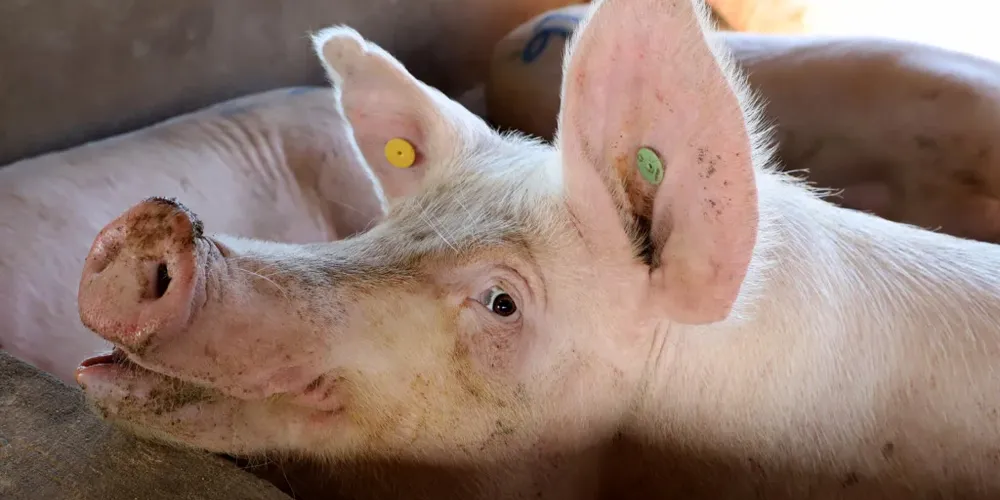 Em 2025, foram US$ 573 milhões, crescimento de 41% em relação a 2024