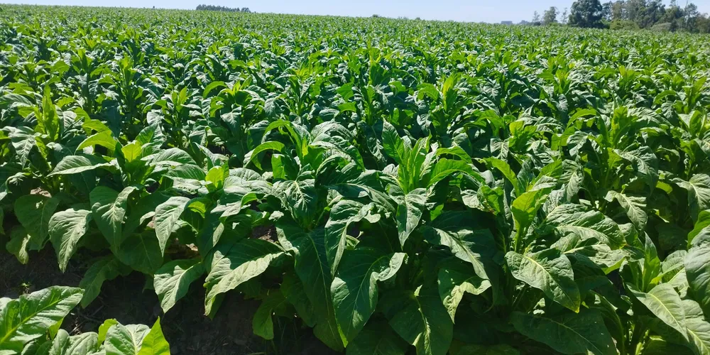 Representantes dos fumicultores e empresas fumageiras participarão do acordo