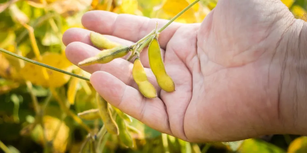 No caso do milho, os baixos preços tendem a desestimular uma expansão do plantio