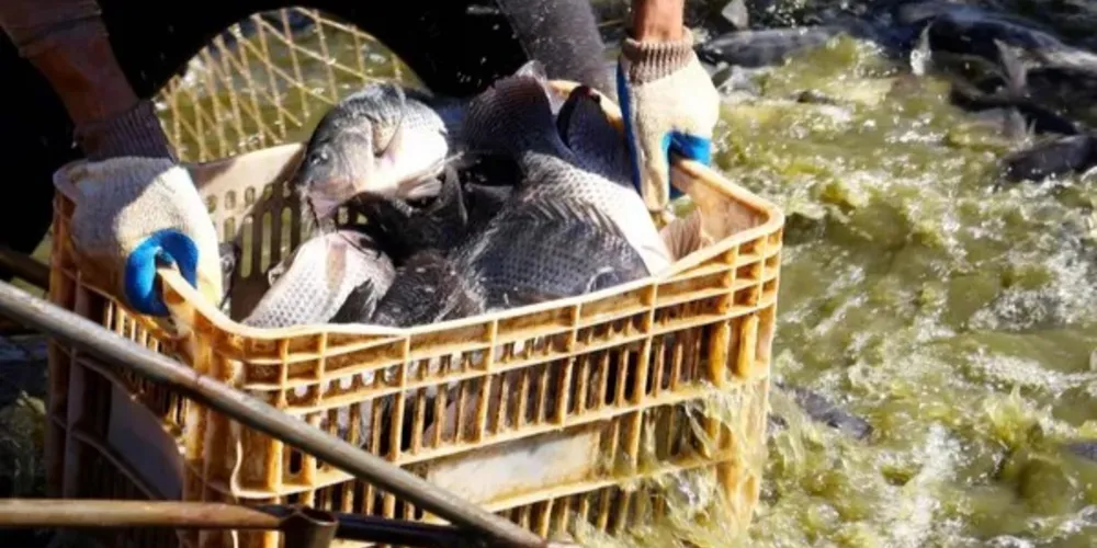 Tilápia, espécie de peixe de água doce