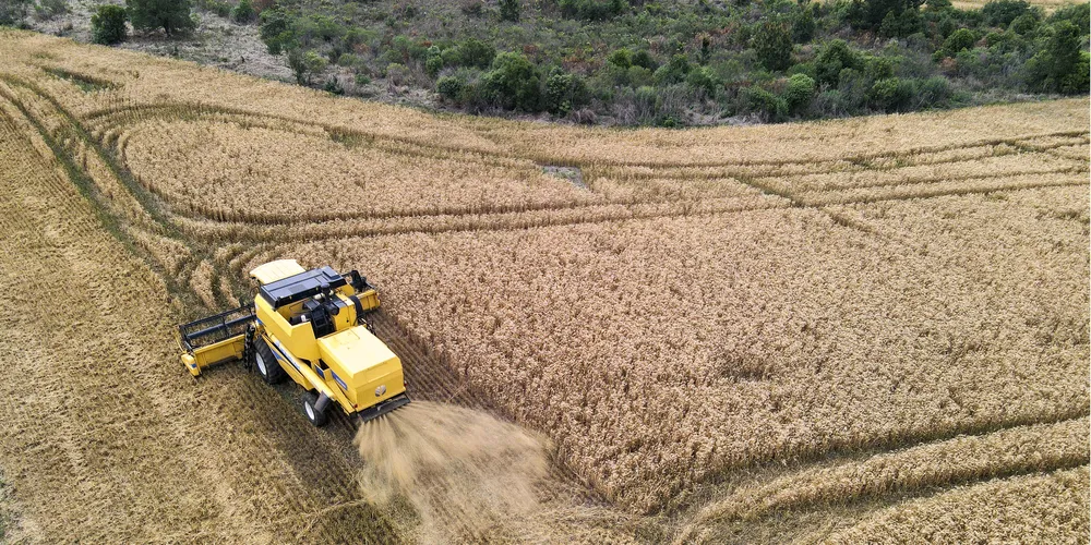 Preço de referência da tonelada do cereal varia entre R$ 1.200 e R$ 1.300 no Paraná