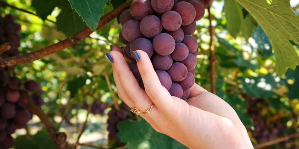 A família também participa da Festa da Uva desde a primeira edição e, neste ano, marca presença na 43ª edição do evento